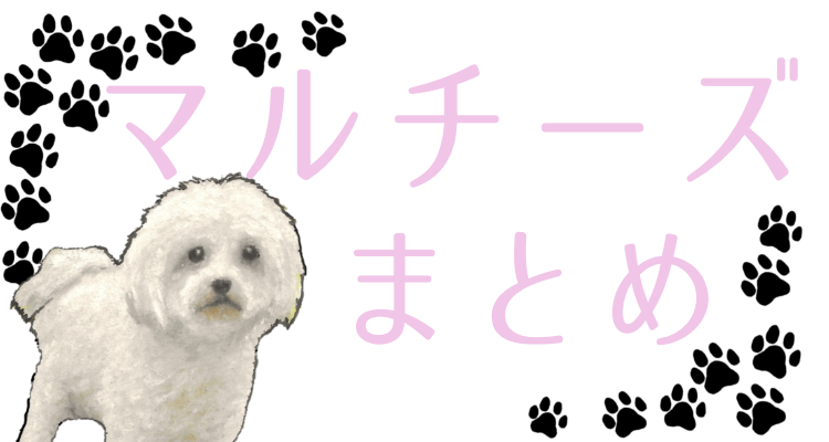 マルチーズ好き集まって！